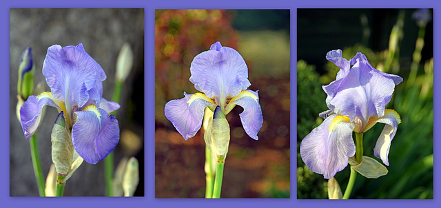 Iris Pallida or Sweet Iris