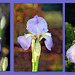 Iris Pallida or Sweet Iris