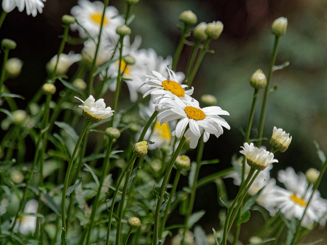 Shasta Daisies