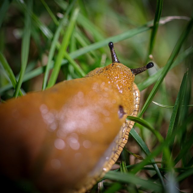 Rennschnecke!