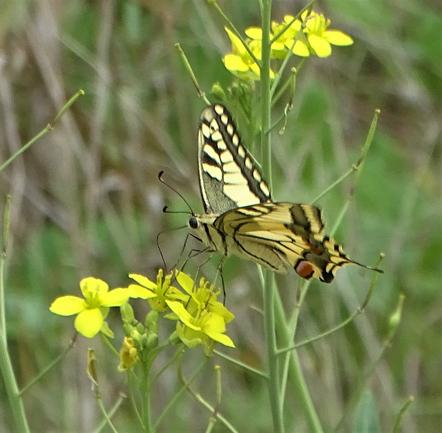 "Le Machaon"