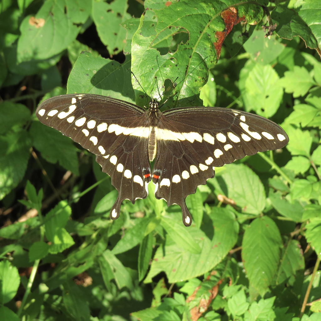 Giant swallowtail