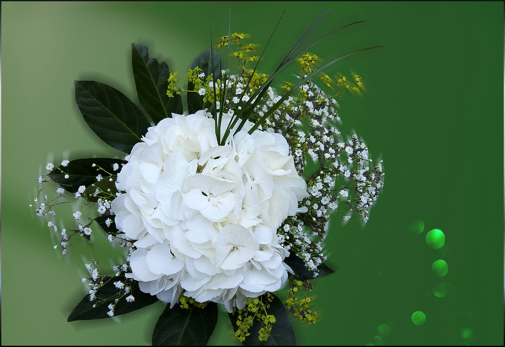Hortensie