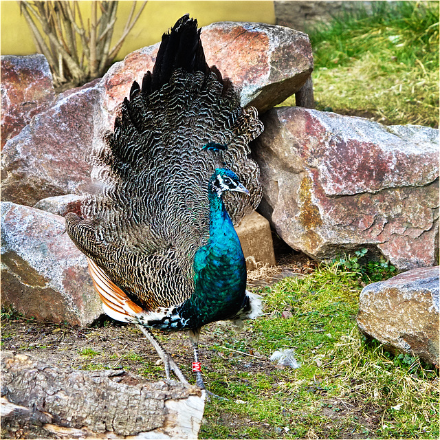 Young peacock (1)