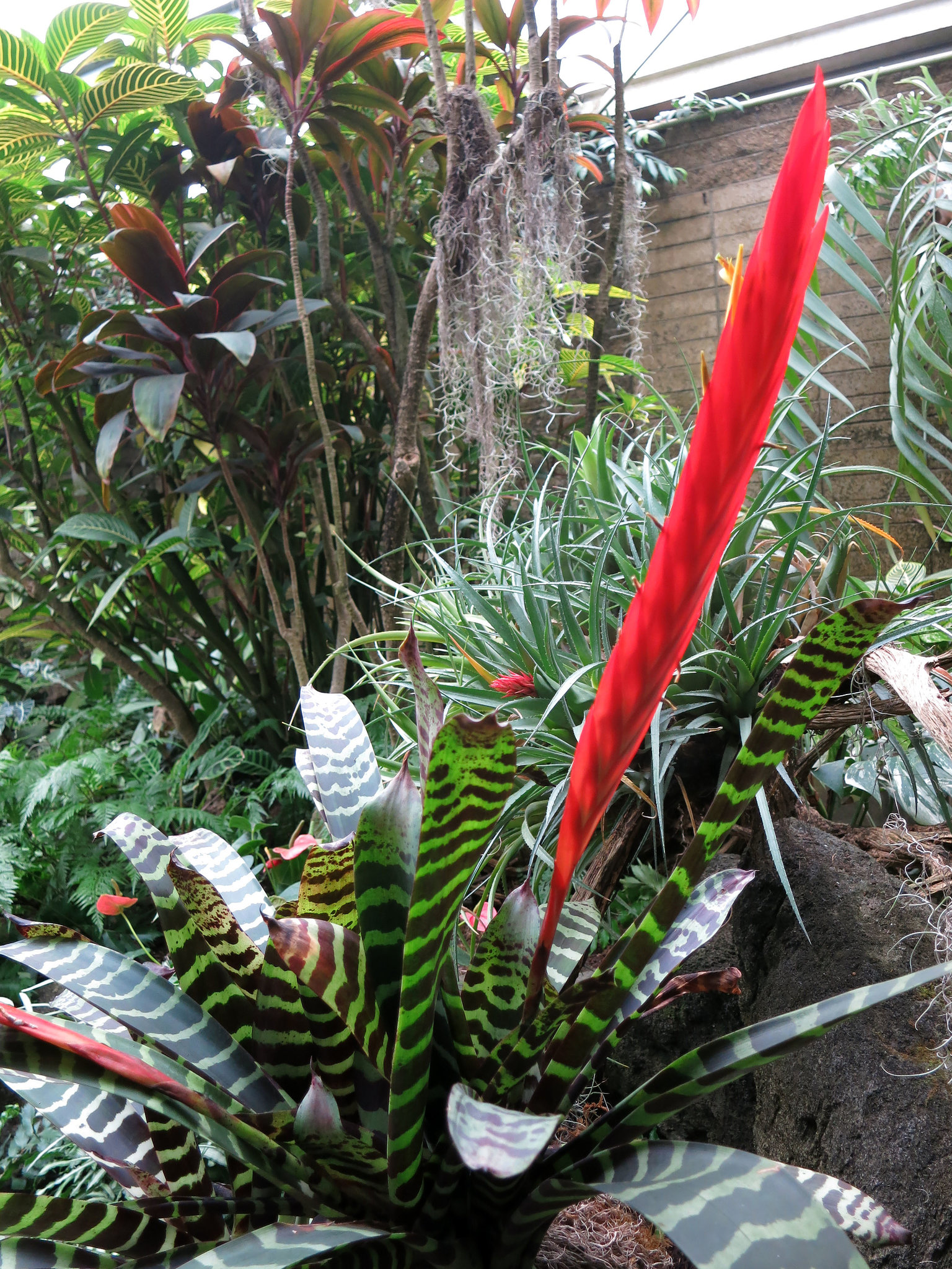 L.A. County Arboretum (0815)