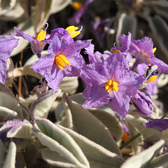 Solanum quadriloculatum
