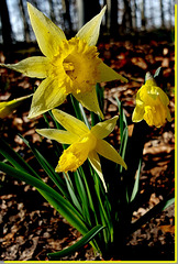 Jonquilles