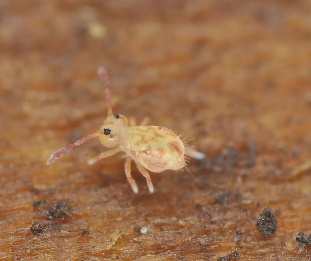 EF7A00184Springtail