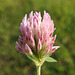 Red Clover
