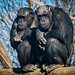 Chimps from the Welsh mountain zoo