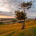 Lone Tree Pegsdon Hills