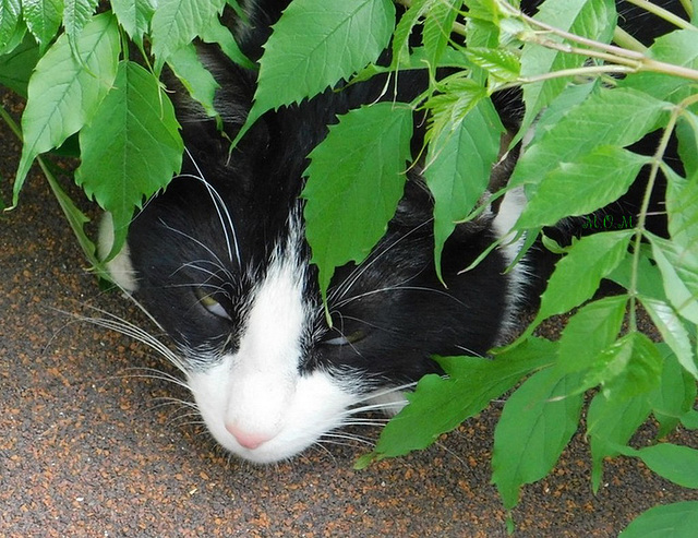 Berlioz à la sieste sous la bignonne********au printemps*****