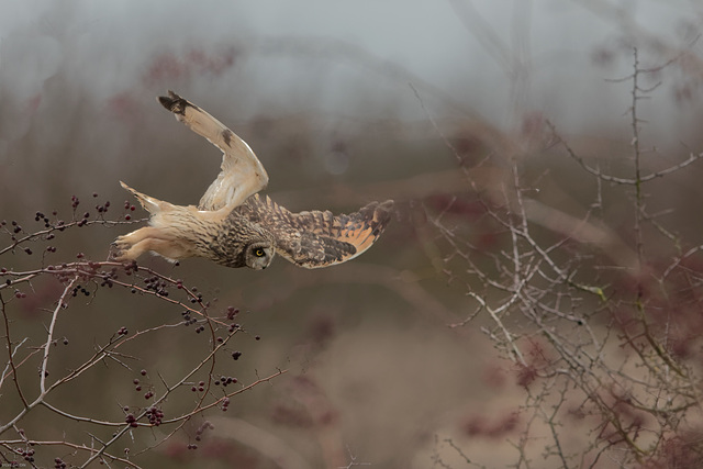 Hibou en chasse