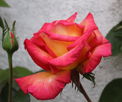 rose 1