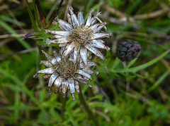 20210831 2724CPw [D~LIP] Skabiosen-Flockenblume (Centaurea scabiosa), UWZ, Bad Salzuflen