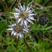 20210831 2724CPw [D~LIP] Skabiosen-Flockenblume (Centaurea scabiosa), UWZ, Bad Salzuflen