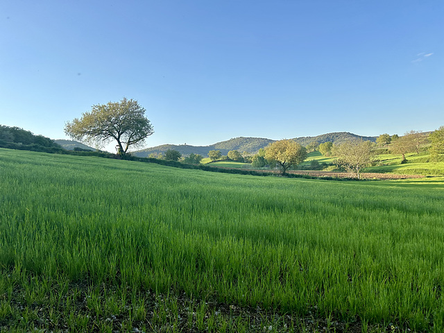 My green valley.