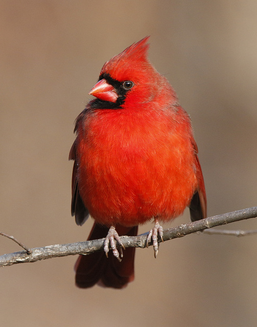 Cardinal rouge / red cardinal