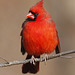 Cardinal rouge / red cardinal