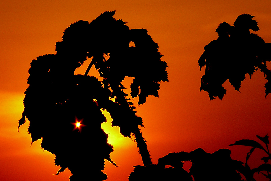Soleil couchant...