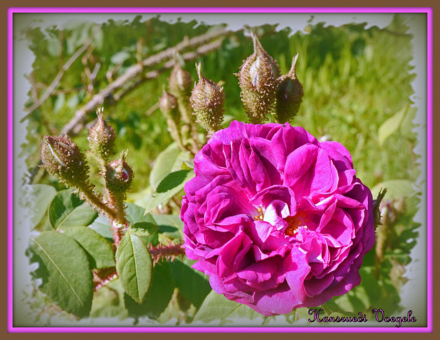 Rose 25