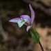 Triphora trianthophora (Three-birds orchids)