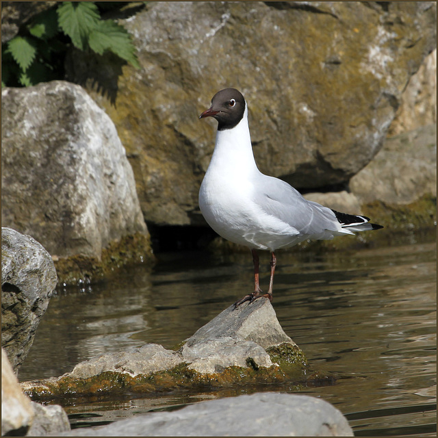 Mouette rieuse