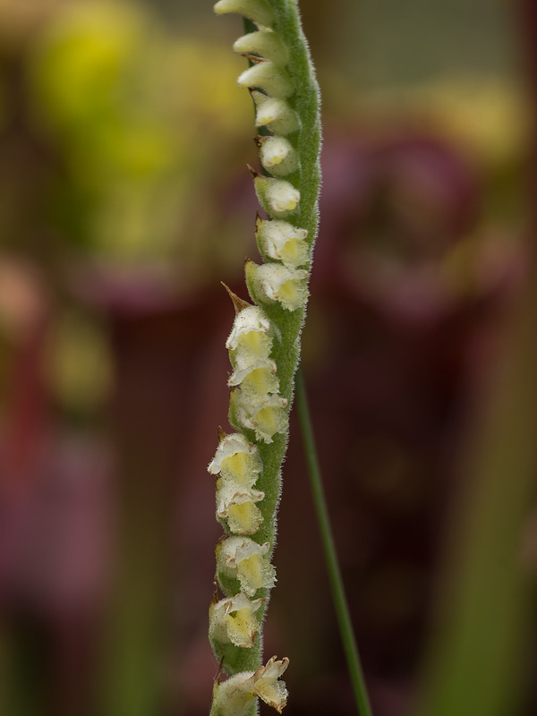 Spiranthes laciniata (Lace-lip Ladies'-tresses orchid)