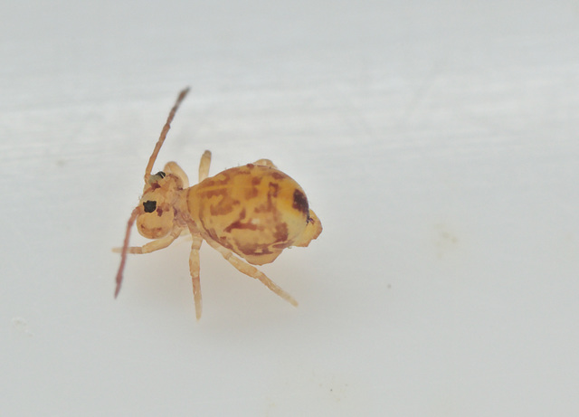 EF7A9915Springtail