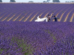 ...et là...parmi les lavandes,un couple de Chinois...