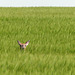 Hiding in a field