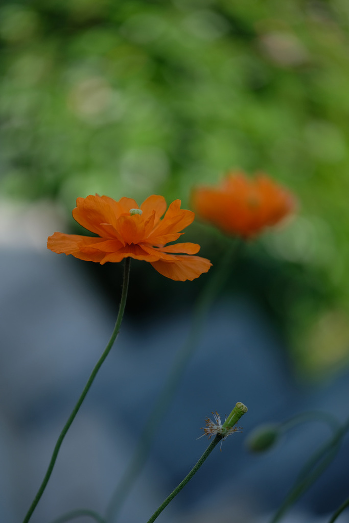 DSCF7682