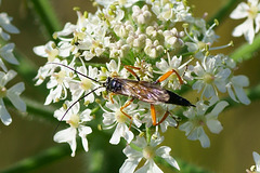 Kleine Blattwespe auf "Wilder Möhre" (Queen Anne's Lace)
