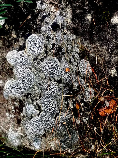 Lichens sur un rocher