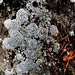 Lichens sur un rocher