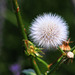 1 (182)..austria flower