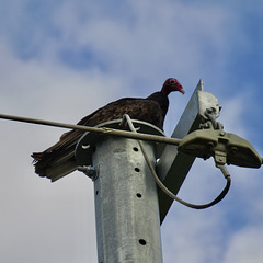 Turkey vulture on TVA pole