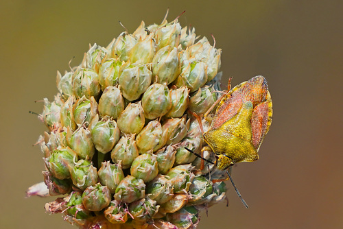 Purpur-Fruchtwanze: bunt, aber gut getarnt - Black-shouldered shieldbug: Colourful, but well camouflaged