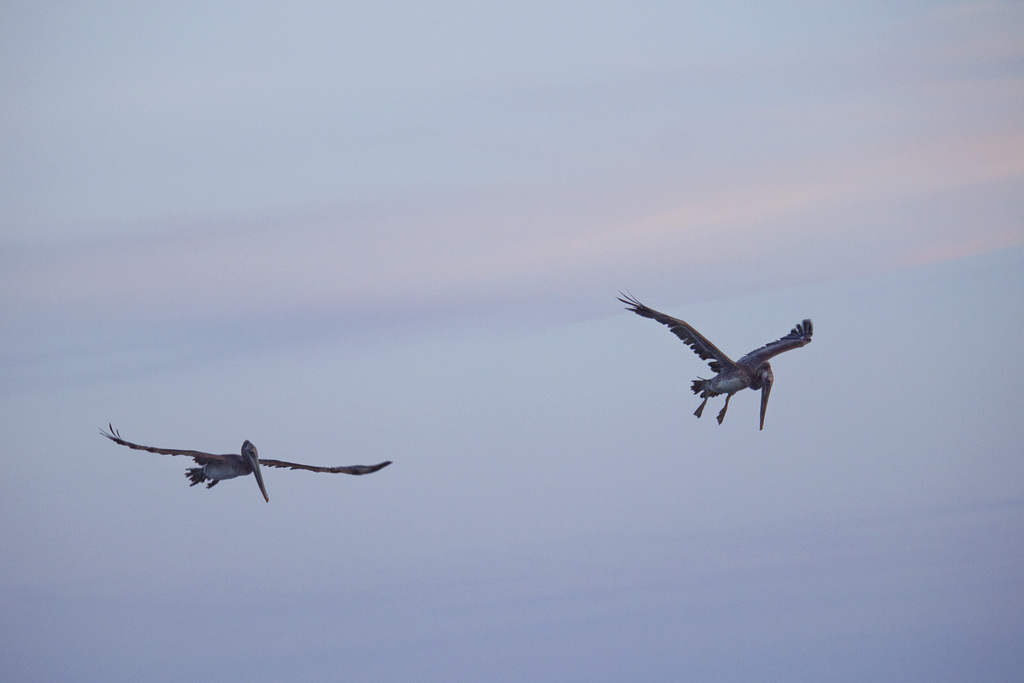 Pelicans on patrol