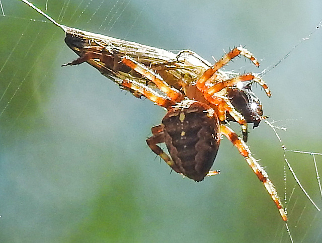 20240806 0621CPw [D~LIP] Gartenkreuzspinne (Araneus diadematus), Beute, BS