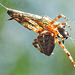 20240806 0621CPw [D~LIP] Gartenkreuzspinne (Araneus diadematus), Beute, BS