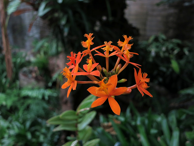 L.A. County Arboretum (0822)