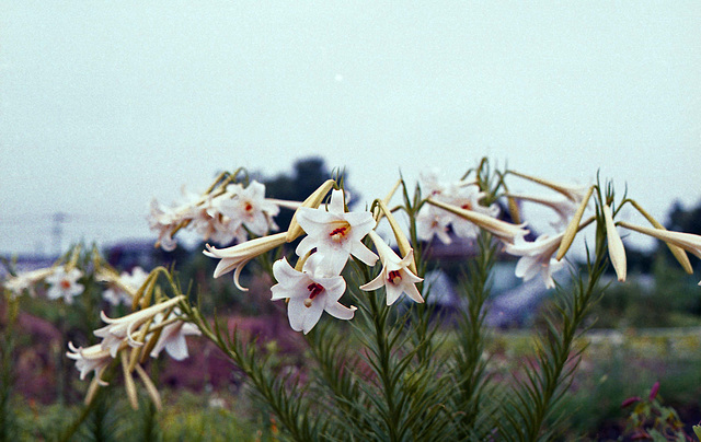 Lilies