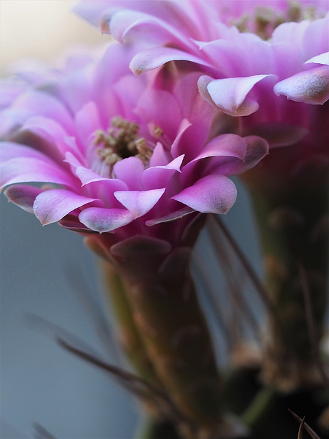 cactusflower图片
