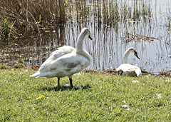 Am Weiher