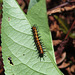 Gulf fritillary larva on Passiflora leaf