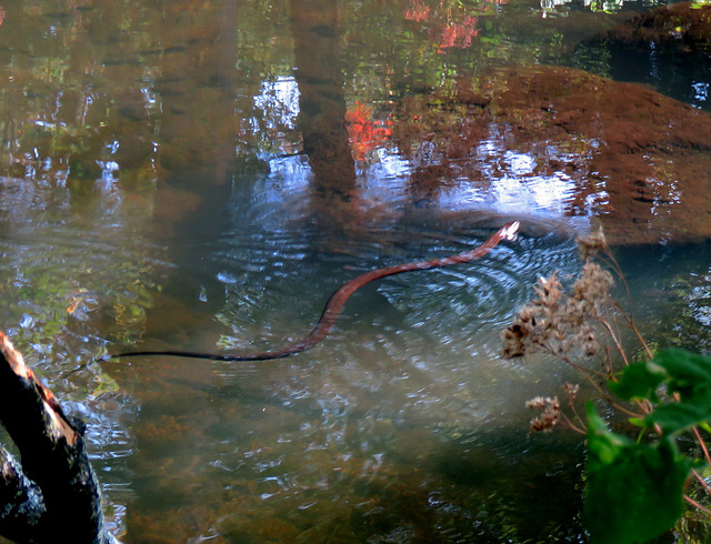 A snake swimming downriver.