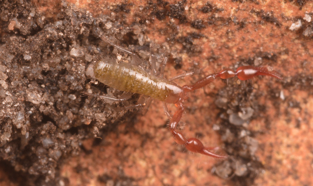 PseudoscorpionIMG 5005-1