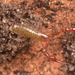 PseudoscorpionIMG 5005-1