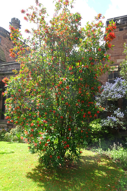 Spring Colours At Chester Cathedral